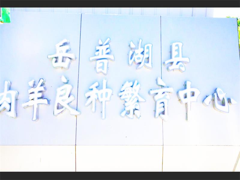 岳普湖縣肉羊良種繁育中心